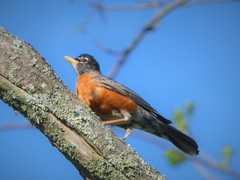 Turdus migratorius migratorius