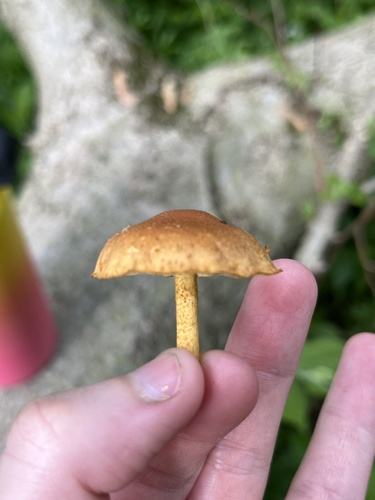 Pleuroflammula subsulphurea (Photo 2 of 3)
