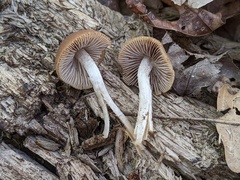 Psathyrella pseudovernalis