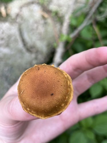 Pleuroflammula subsulphurea