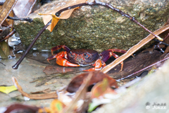 Nanhaipotamon guangdongense