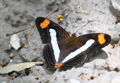 Adelpha iphicleola