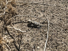 Phrynosoma platyrhinos