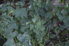 Hibiscus grandiflorus