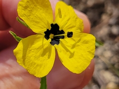 Oenothera berlandieri pinifolia