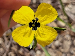 Oenothera berlandieri pinifolia
