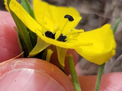 Oenothera berlandieri pinifolia