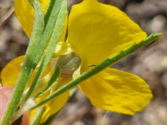 Oenothera berlandieri pinifolia