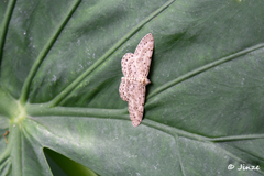 Percnia
