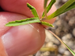 Oenothera berlandieri pinifolia