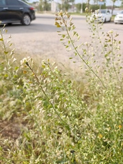 Capsella bursa-pastoris