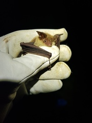 Myotis bechsteinii