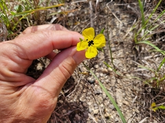 Oenothera berlandieri pinifolia