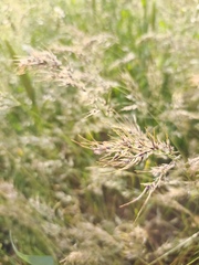 Poa bulbosa