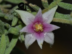 Boronia lanuginosa