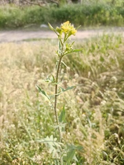 Sisymbrium loeselii