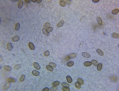 Psathyrella pseudovernalis