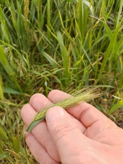Hordeum murinum
