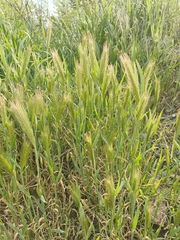 Hordeum murinum