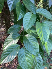 Banisteriopsis caapi