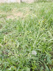 Capsella bursa-pastoris