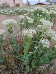 Lepidium draba