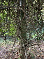 Banisteriopsis caapi