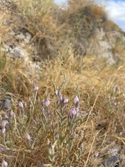 Chloropyron tecopense