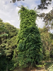 Banisteriopsis caapi