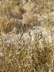 Chloropyron tecopense