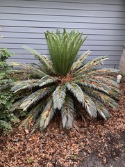 Cycas circinalis