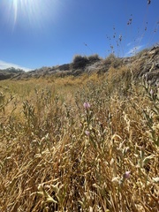 Chloropyron tecopense