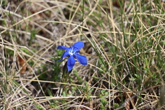Gentiana verna