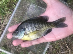 Lepomis macrochirus