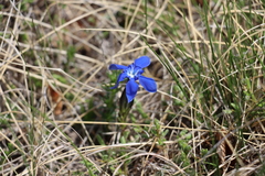 Gentiana verna