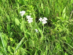 Parthenium hispidum
