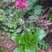 Andrews' Clintonia - Photo (c) Liz, some rights reserved (CC BY-NC), uploaded by Liz