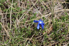 Gentiana verna
