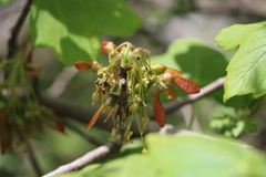 Acer opalus