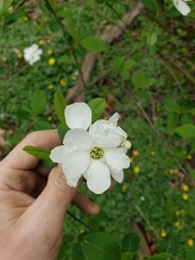 Exochorda
