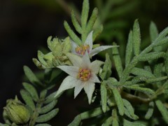 Boronia lanuginosa
