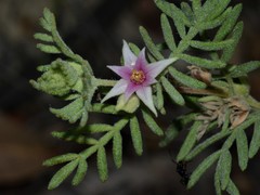 Boronia lanuginosa