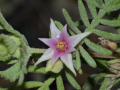 Boronia lanuginosa