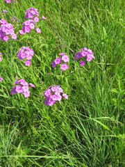 Phlox glaberrima