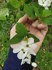 Exochorda