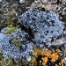 Blue Blister Lichen - Photo (c) Samuel Brinker, some rights reserved (CC BY-NC)