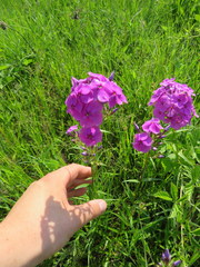 Phlox glaberrima