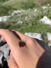 Lapposyrphus lapponicus