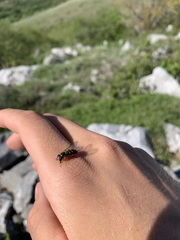 Lapposyrphus lapponicus