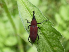 Rhodobaenus sanguineus